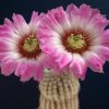 Echinocereus_fitchii